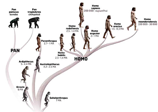 Famille des hominides
